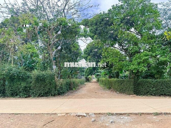 Đất Tara 267m2 đang có sầu riêng 7 năm giá còn tl