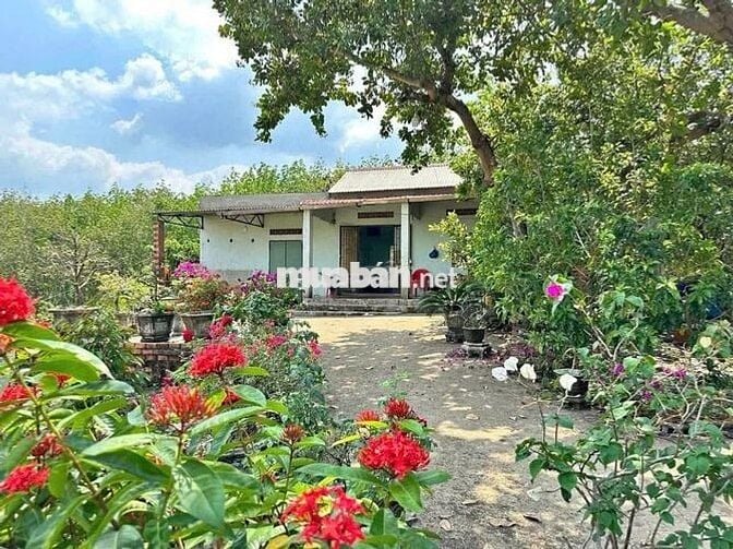 CHỦ NGỘP BÁN GẤP NHÀ VƯỜN RỘNG 2100M2  CÓ SẴN CÂY ĂN TRÁI