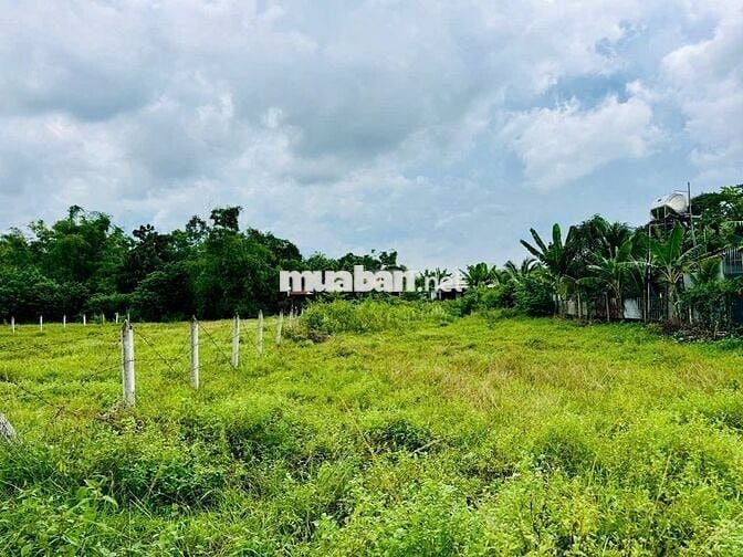 Đất mặt tiền Cây Trôm Mỹ Khánh - Thái Mỹ: 278m2 ( 5x55 ). Giá 1 tỷ 450