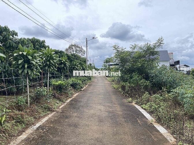 211,8m2 sẵn thổ cư ngay trung tâm Tứ Quý - Lộc An - Bảo Lâm chỉ 900tr
