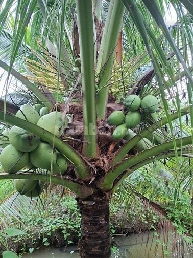 Bán đất vườn dừa chính chủ 