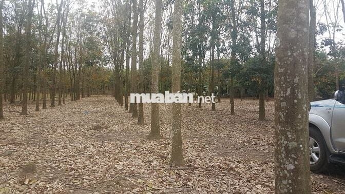 Chính chủ bán đất vườn cao su 3ha trong khu dân cư hiện hữu.