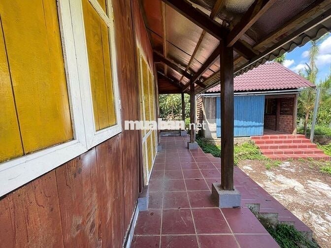 VIEW SĂN MÂY ĐẠI LÀO - BẢO LỘC DT 1009M2(16MX52M) CÓ VƯỜN CÂY ĂN TRÁI