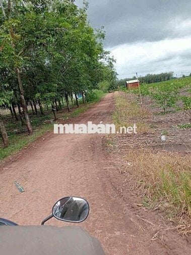 Đất nền thổ cư 60m2 Tân Hưng , Tây Ninh