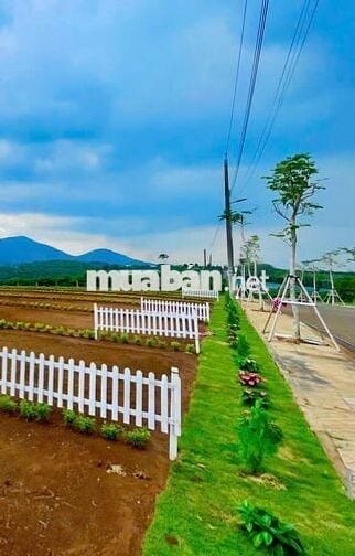 CHÍNH CHỦ CẮT LỖ ĐẤT BIỆT THỰ VƯỜN BẢO LỘC, DT300M2/ 679 TRIỆU, SỔ SẴN