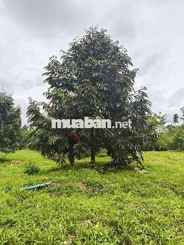 BÁN VƯỜN SẦU RIÊNG ĐÔNG ĐẶC HÒA BẮC DI LINH