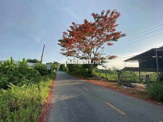 CHÍNH CHỦ - Bán đất HL71B (Lộ Cái Thia - cách QL1A 500m) - Cái Bè