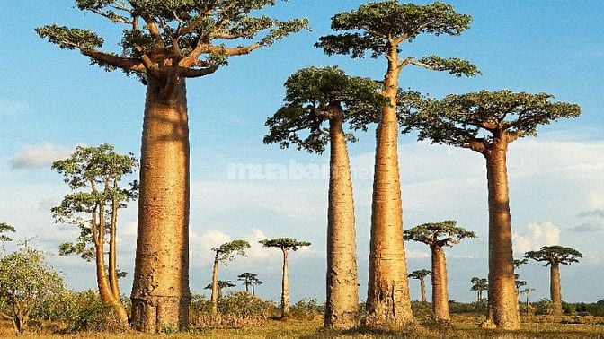 TUYỂN TÀI XẾ XE Ô TÔ 5 CHỔ LÁI XE CHỞ LÃNH ĐẠO ĐI CÔNG TÁC NGÀY 