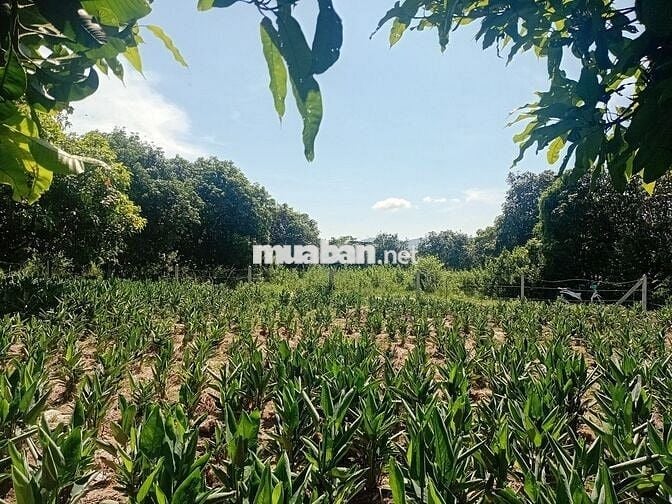 Đất sổ đỏ đường song hành cao tốc dt 2500m².