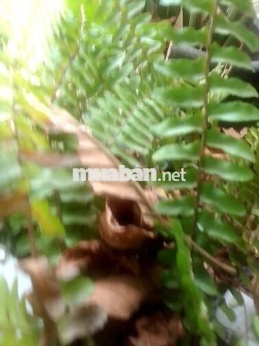 Đất cây lâu năm ấp mũi côn tiểu gần công ty cây xanh tphcm