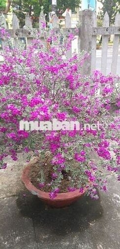 Chính chủ cần bán lô  200m2 xây nhà vườn, xây nhà trọ ,nghỉ dưỡng