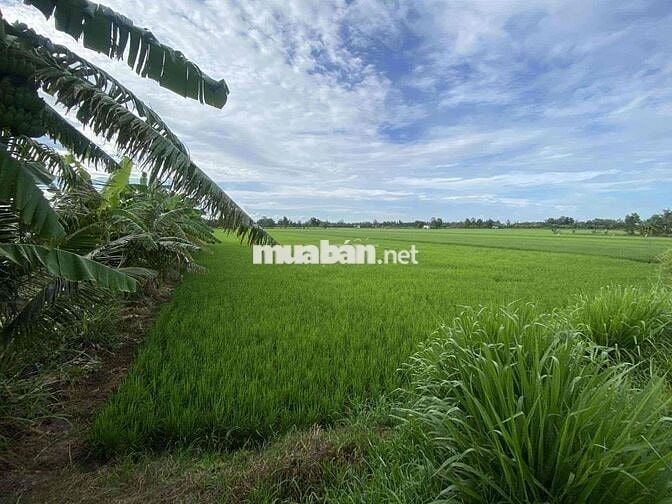 Cần bán 7,3 công đất ruộng ở Bàu Sơn Châu Thành