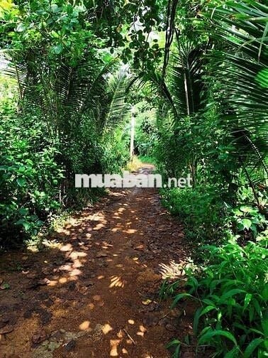 Bán đất phú túc thống nhất đinh quán ,shr ,1000 m