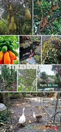 Bán 3 lô đất 46*128m MT đường Bình Nhâm 83, P. Bình Nhâm,T. Bình Dương
