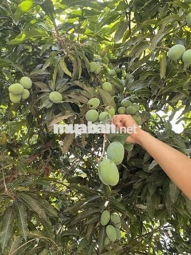Bán gấp lô đất 1.500m² cạnh hồ Trị An, vị trí đắc địa giá mềm