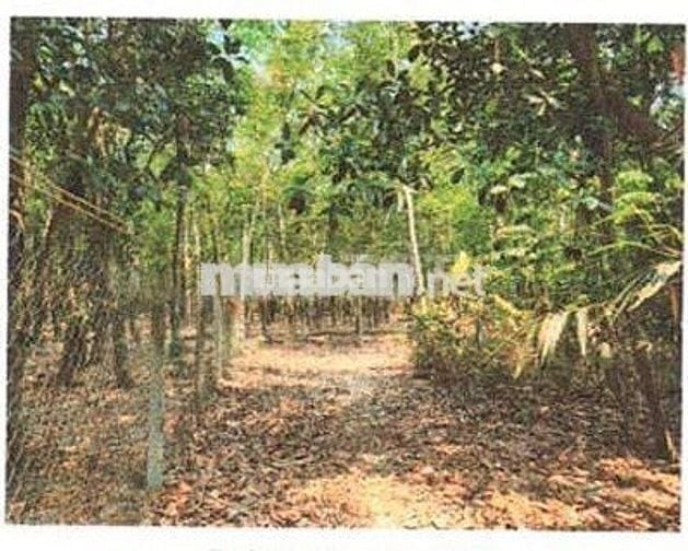 Bán ĐGTS đất tại TĐ số: 157, ấp Cẩm An, xã Thạnh Đức, tỉnh Tây Ninh