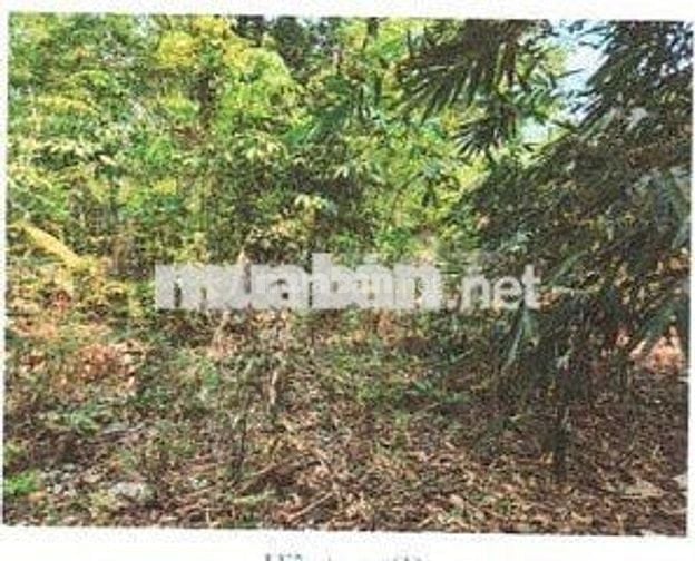 Bán ĐGTS đất tại TĐ số: 158, xã Thạnh Đức, tỉnh Tây Ninh