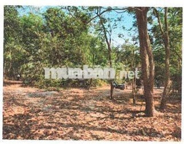 Bán ĐGTS đất tại TĐ số: 159, xã Thạnh Đức, tỉnh Tây Ninh