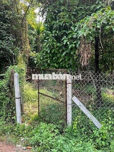 đất mặt đường an sơn 01. có măng cụt