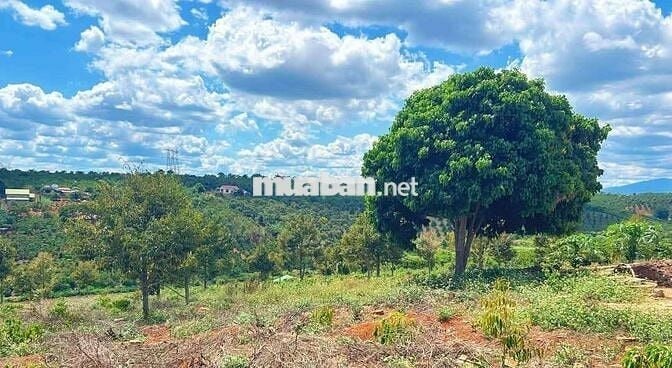 CHỦ GỬI BÁN LÔ ĐẤT CAFE & SẦU RIÊNG
Săn Mây -View Sông- Phong Thuỷ Tốt