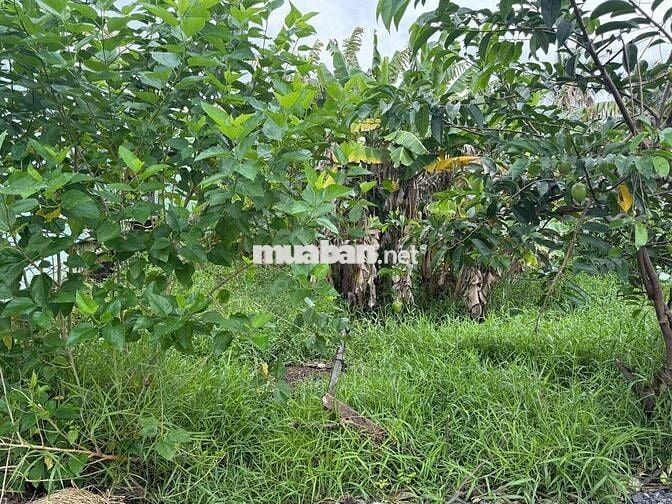 Khu dân cư Thái Mỹ - ngã 3 Trung Lập - Tỉnh lộ 7: 258m2 - Giá 1 tỷ 300