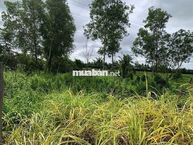 Đất vườn sổ đỏ 1.000m2, xã Tân Nhựt, H. Bình Chánh