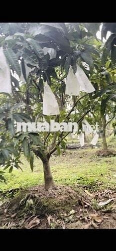 đất mặt tiền có vườn xoài sầu riêng