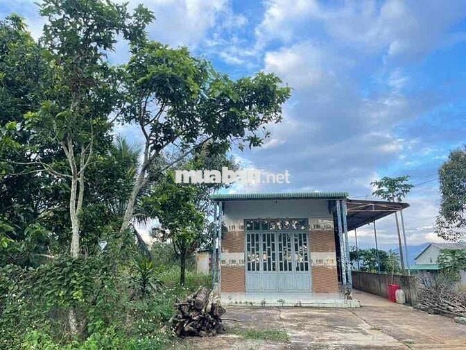 Nhà vườn trái cây Khánh Thượng - DT: 2000m2 (20x100m) - QH thổ cư