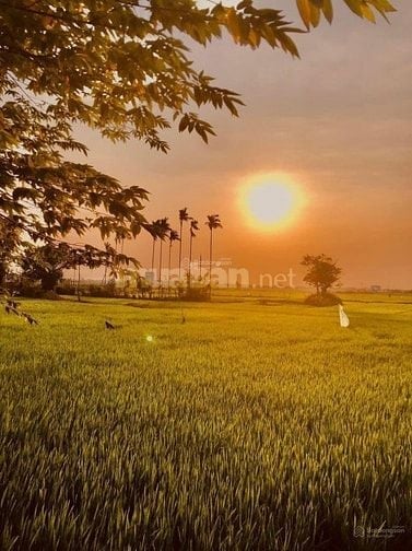200m² đất vàng phố cổ Hội An vị trí đẹp, lý tưởng làm homestay 