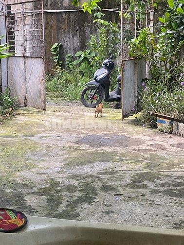 Bán nhà nát, có vườn cây, tiện làm xưởng hoặc phòng trọ