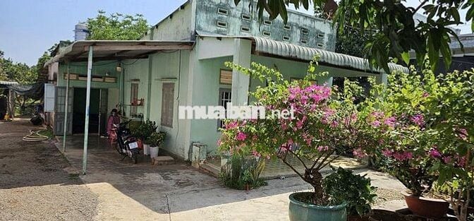 Chủ gửi mảnh đất bằng phẳng 2058m2 gồm nhà vườn cây ăn trái