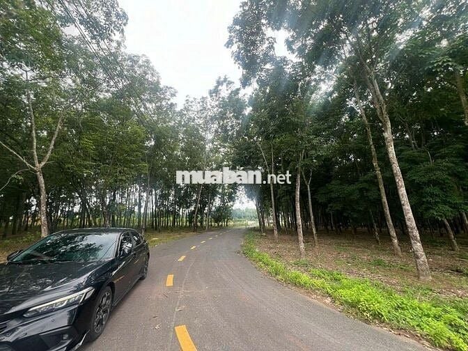 Cần bán 3.2 ha đất SKC tại Vĩnh Tân Tân Uyên Bình Dương