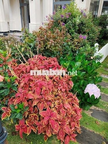 Cần bán biệt thự nghỉ dưỡng Đà Lạt