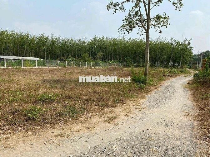 🌿 BÁN GẤP LÔ ĐẤT ĐẸP TẠI THẠNH ĐỨC – GÒ DẦU, TÂY NINH – CHỈ 550 TRIỆU