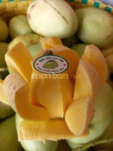 Bán sỉ Xoài Tứ Quý Bến Tre đi các tỉnh