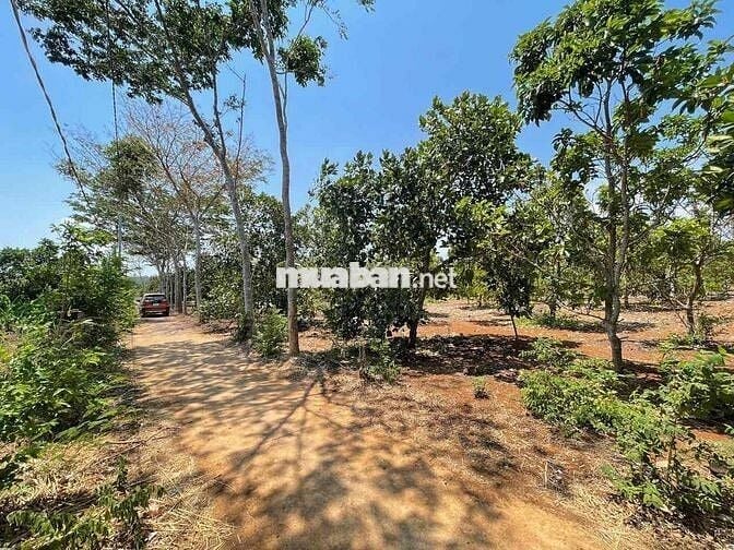 🌿 BÁN ĐẤT XÃ XUÂN BẢO – HUYỆN CẨM MỸ – ĐỒNG NAI 🌿  📍 Vị trí: Xã Xuân B
