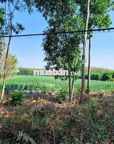 Chính chủ bán 1,2ha ~ gần 11350 mặt tiền DH1 Tây Ninh có 7 lô thổ cư