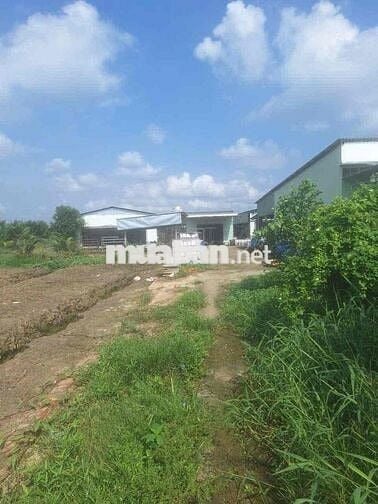 Cần Bán Đất Gần QL50 Long Bình Điền Tiền Giang