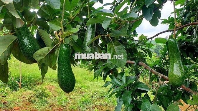Chủ cần bán đất vườn view rừng thông gần cao tốc & sân bay Liên Khương