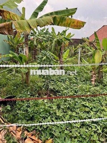 bán đất nền đường Tân Hiệp 16 thuộc Phú Giáo cũ, nay là TPHCM,