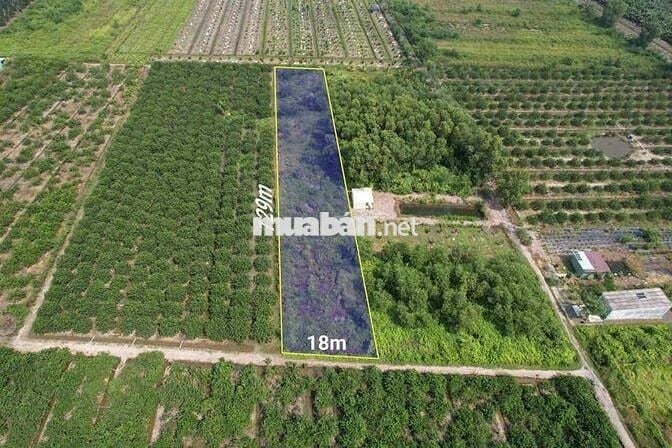 1000m Đất Vườn Chỉ 450tr Siêu Rẽ ở Bến Lức
