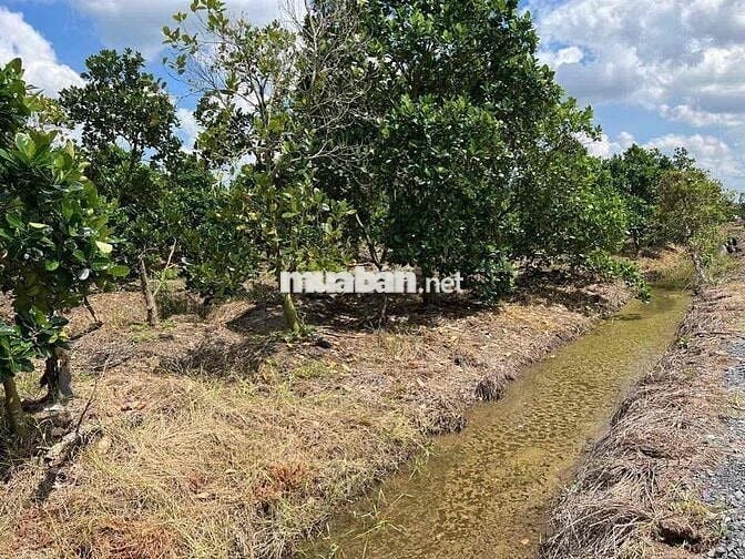 1000m Đất Thổ + Vườn,View Kênh,Đường 7m5 chỉ 949tr
