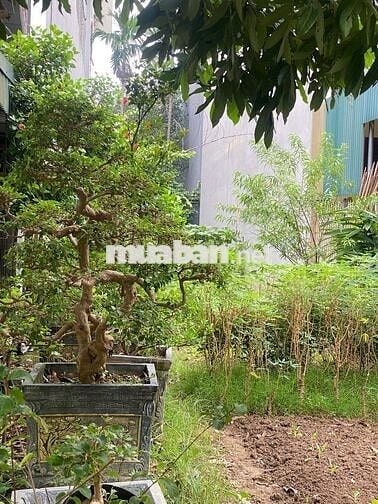 Bán đất ở Dữu Lâu (gần ủy ban phường cũ)