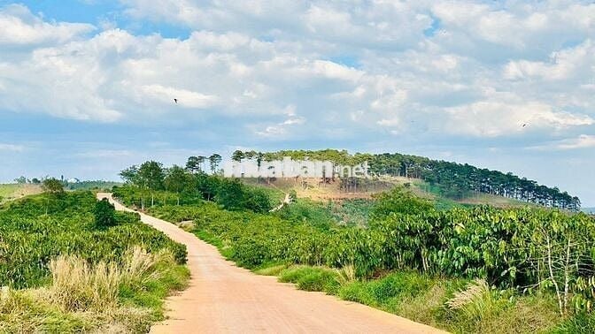 Đất Ngộp ngân hàng chỉ 1.1Tr/1m2 Sát nút giao cao tốc,view đồi