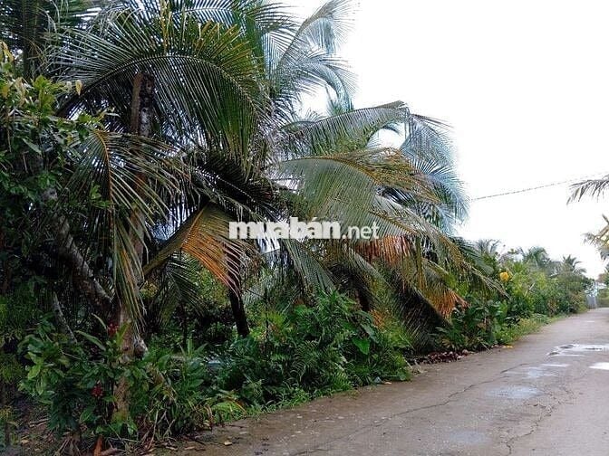 Bán lô đất trồng cây ăn quả 4100m2 đường 92CQ+5FW Cái Bè, Tiền Giang