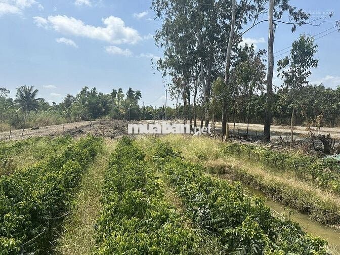 BÁN 6 THỬA ĐẤT MT QL NAM SÔNG HẬU QL 91C-CẦN THƠ (DC MỚI) – SÓC TRĂNG