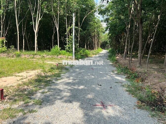 Bán đất ngay khu công nghiệp Visip 2 ngân hàng hỗ trợ có sổ
