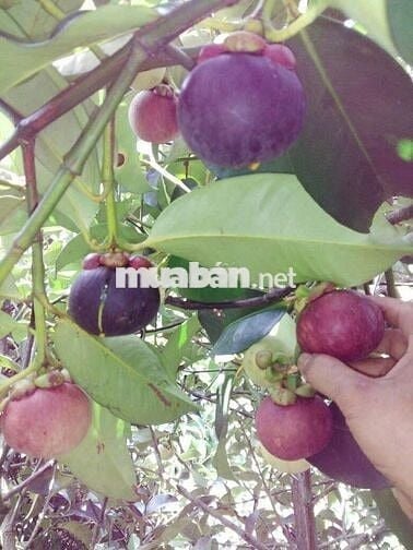 Bán đất vườn Long Khánh, vị trí đẹp ngay Bình Lộc Cây Da