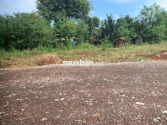 cần bán 1 sào 2 mặt đường bê tông cách nhựa số 6 Bàu Trâm 200m