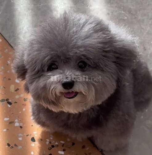 Poodle đực xám  Size teacup. 6 tháng